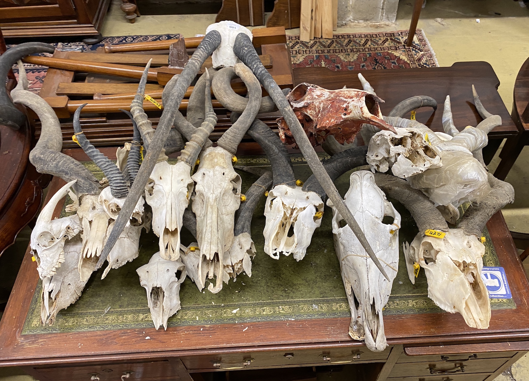 Approximately nineteen assorted taxidermy skulls